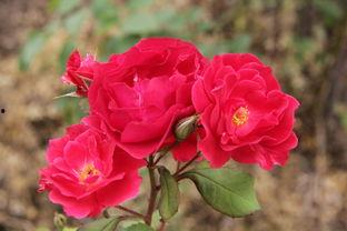 荒野玫瑰,探寻人性与自然的交响诗