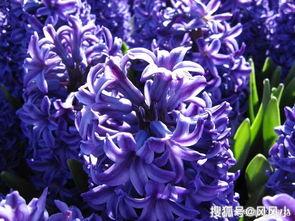 紫罗兰,浪漫与坚韧的象征